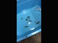 西オーストラリア 西オーストラリア