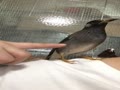 隊長の助手 隊長の助手