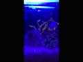 今日の海水魚水槽 今日の海水魚水槽